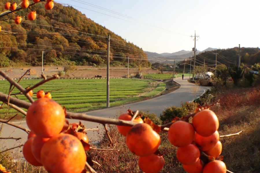 6.상주문경 속리산 둘레길2.jpg